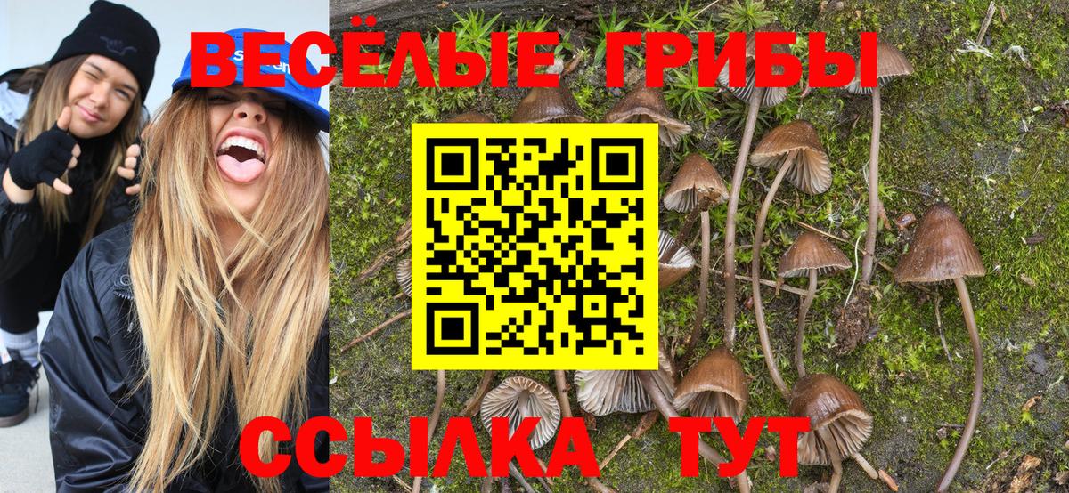 Псилоцибиновые грибы Cubensis  Вход с VPN  Мелеуз 